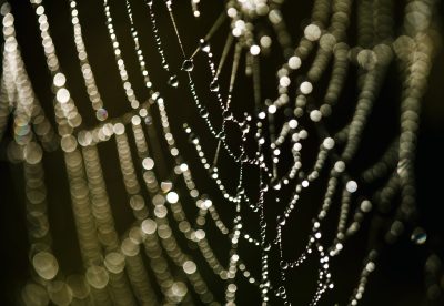 What is The Dark Web
